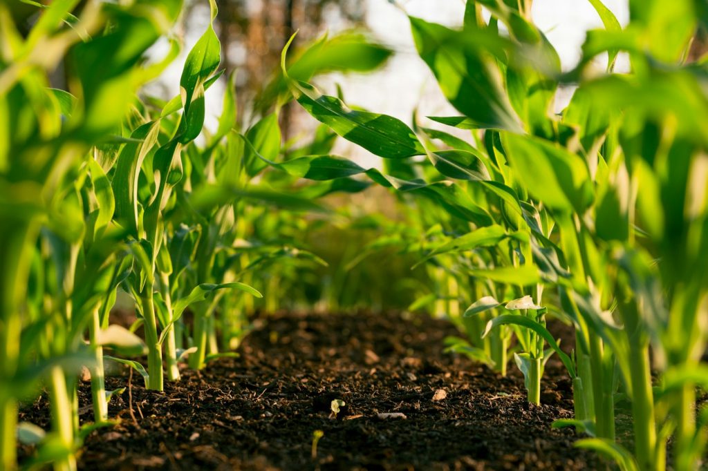 Campo agrícola sembrado en hileras